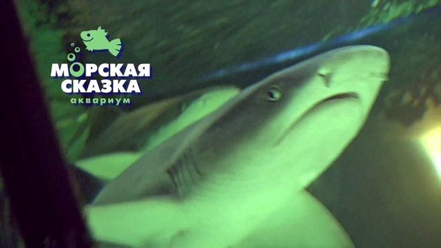 Рекламный ролик Дом отдыха Сказка