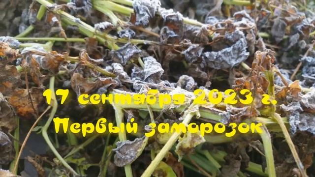 32 картофелины или 10 кг с куста  Урожайный сорт картофеля