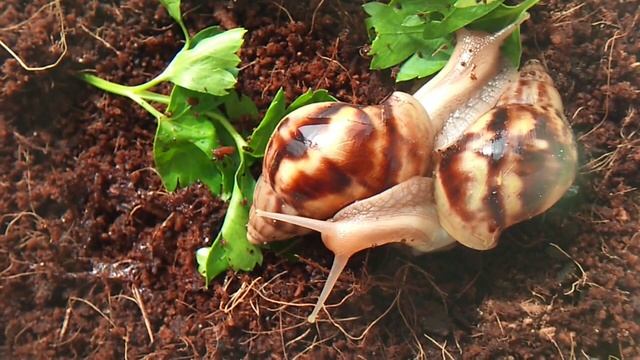 Улитки Ахатины фулика (подростки). Snails Achatina (teenagers).