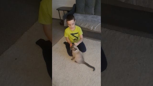 РАСЧЁСЫВАЮ кота Макса!?