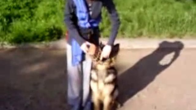 Приучение к наморднику, следующий этап