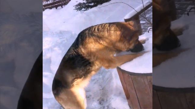 ,,Я Люблю животных''.Видео 1