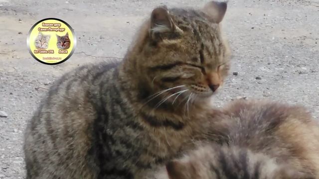 Котенок греется прижимаясь к приемной маме