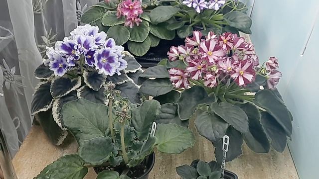 % передаваемости сортовых качеств фиалки через укоренённые пасынки и цветоносы.