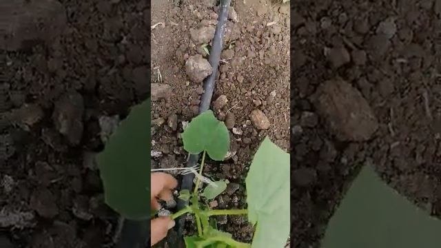 Удаление первых завязей огурцов.