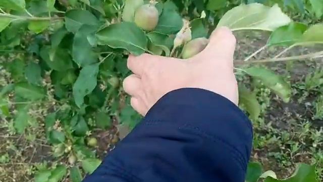 Завязка урожая яблони сорта Чeмпион
