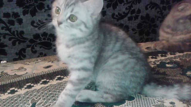 Скоттиш Страйт Сумы