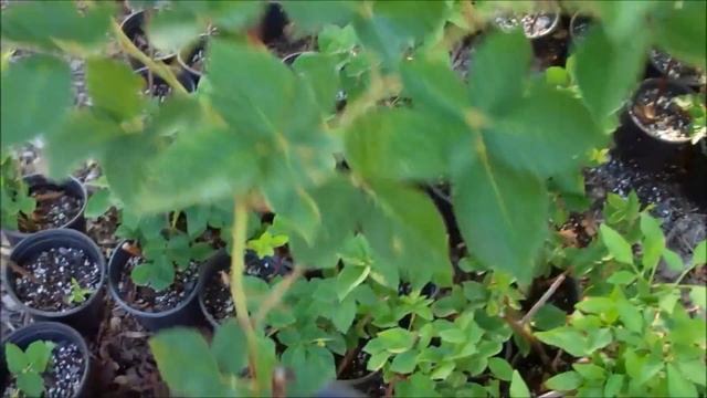 THE VERY BEST WAY To Get Free Blackberry Plants