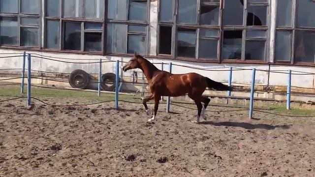 Сибарит