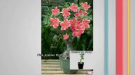 Roberta's 1-pc Sabi Star Gemini Desert Rose on QVC
