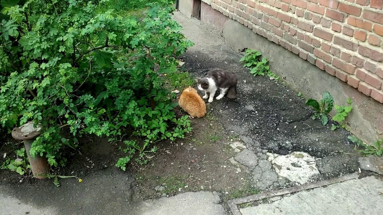 Важная беседа