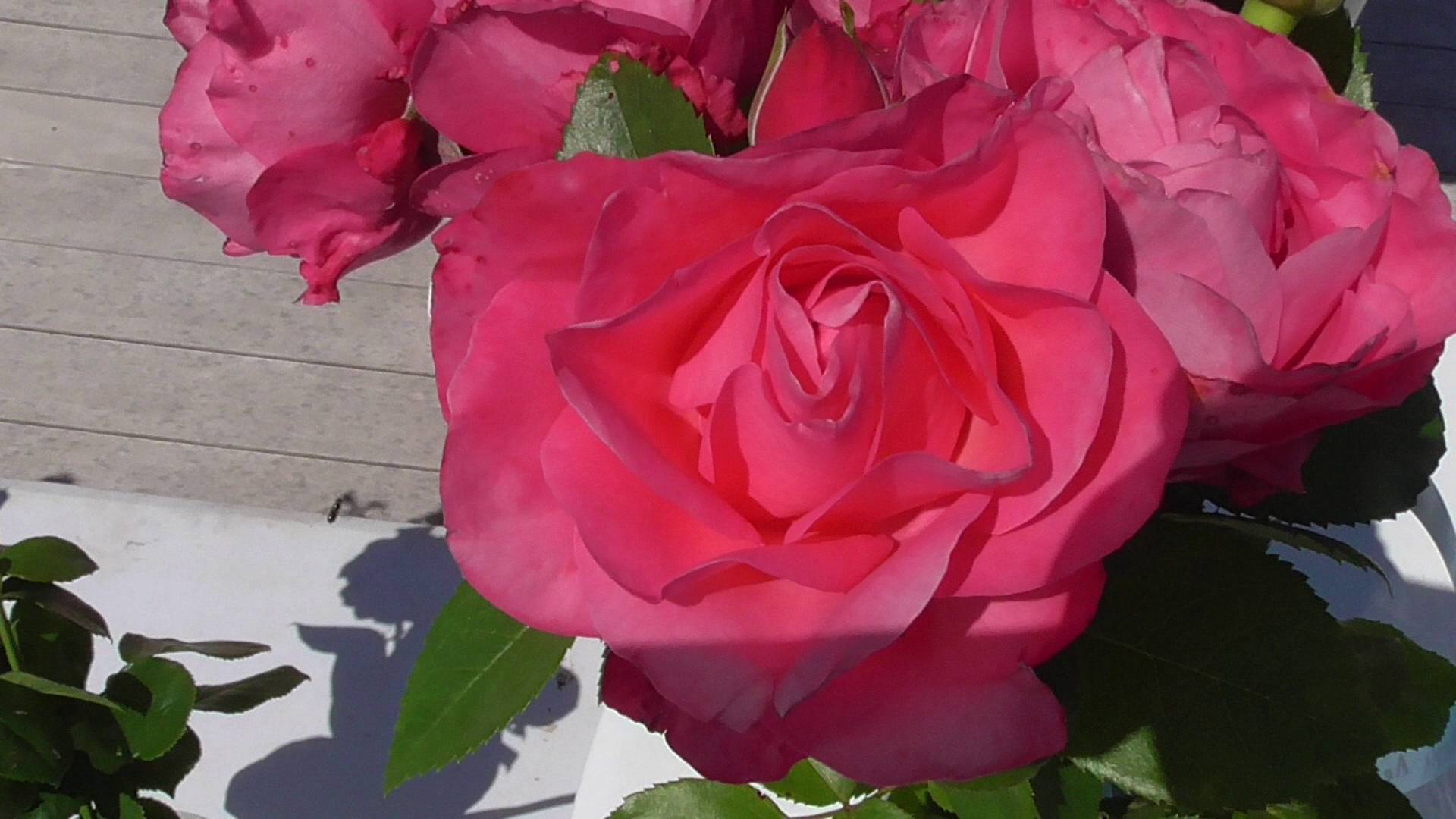 Сортовая розовая роза, цветы розы, видео 2024 год