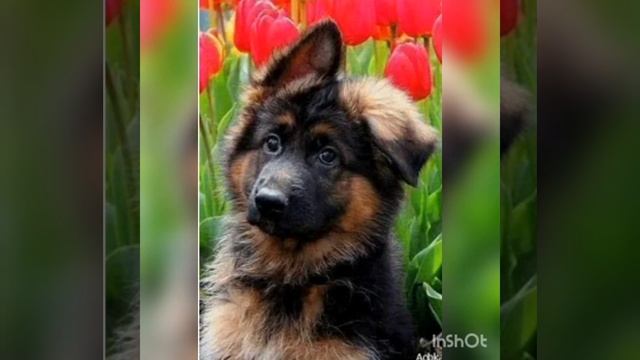 Эдит Немецкая овчарка!??