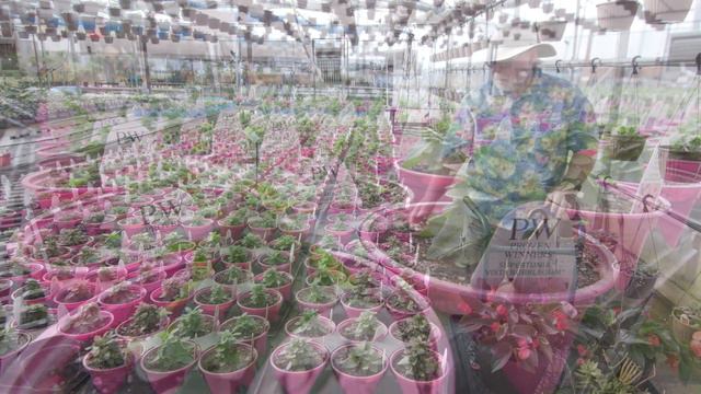 Tips For Buying Spring Plants