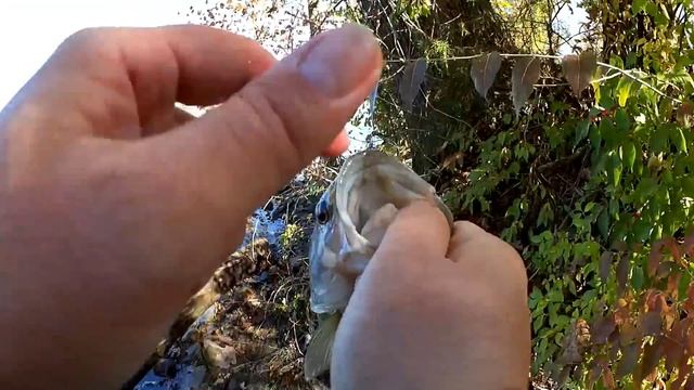 Fishing with PowerBait and GULP at the SAME TIME! (Easy Fishing Rig)