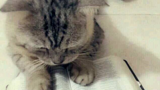 2 том, 1.6.3 уни. Операция "Ы". Зачем тебе ТОРа, Кот Василий?