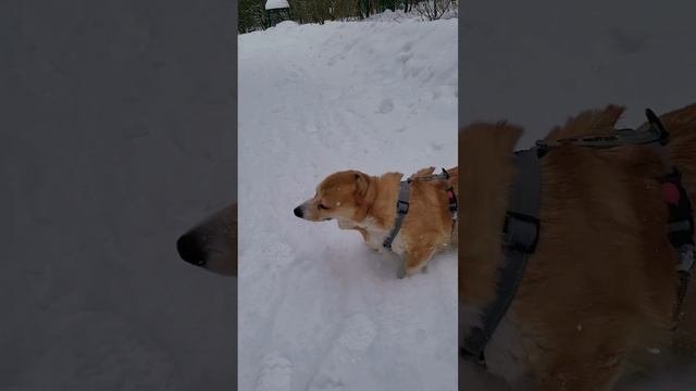 корги желает всем доброе утро юмор корги зима лес прогулка