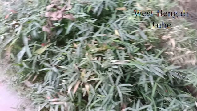Garden Tips 16 || Accurate Indian small Bamboo seedlings plants with natural View