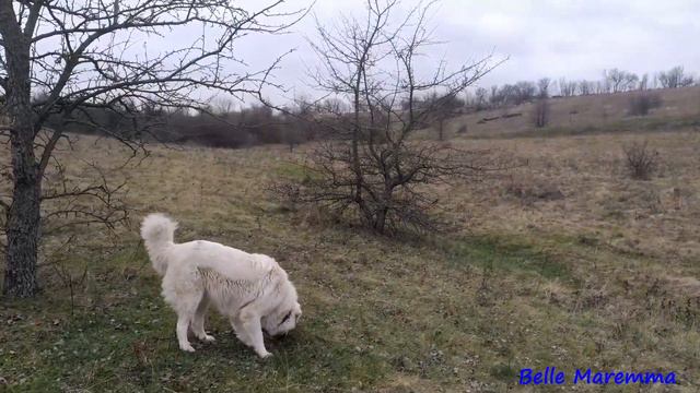 Walk after rain with Maremma.Прогулка после дождя с Мареммой.