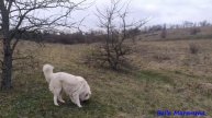 Walk after rain with Maremma.Прогулка после дождя с Мареммой.