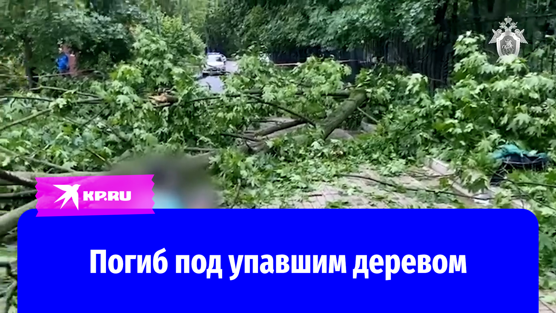 Москвич погиб под упавшим во время урагана деревом