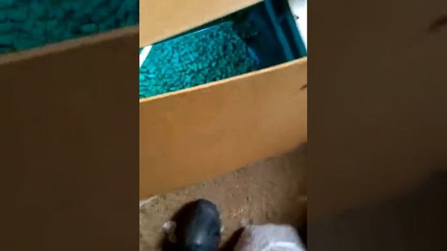 Обработка дрожжей кормовых ультрафиолетом.