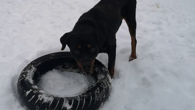 Ротвейлер Грей. 12 лет