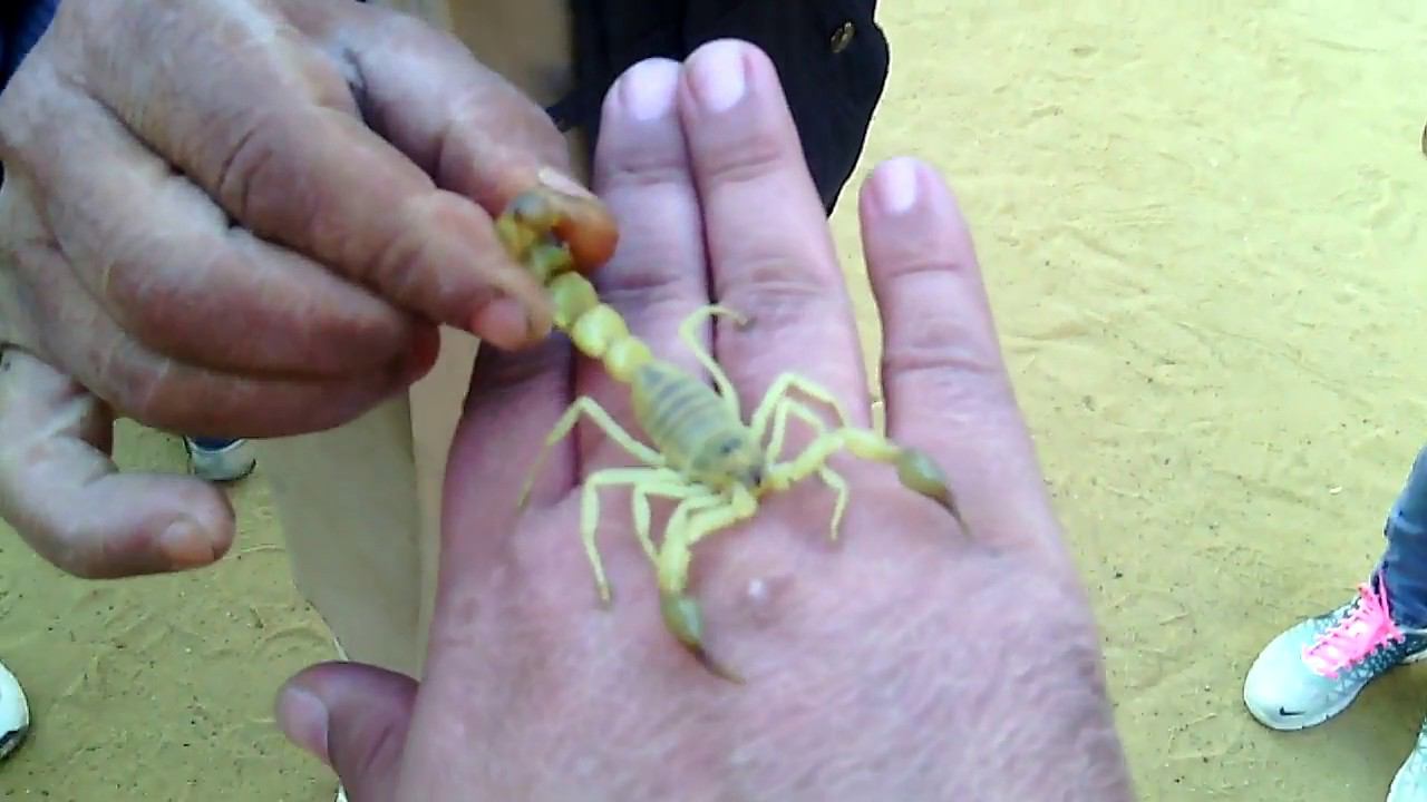 Тунис Тозур ботанический сад зоопарк 5 Скорпион на руке, игуаны, змеи