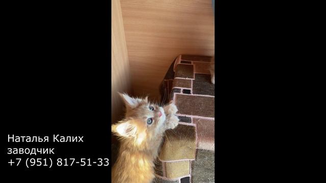 Питомник мейн-кунов Челябинск