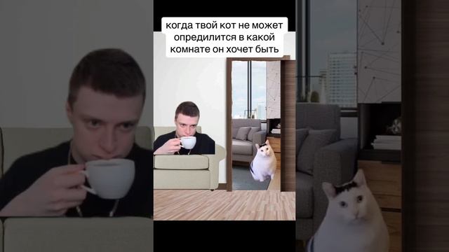 Тупо мой кот