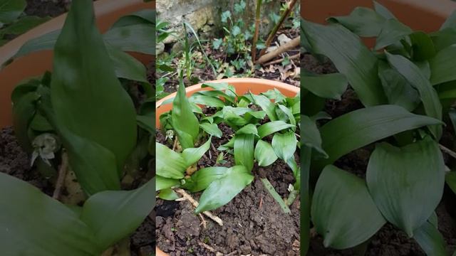 Wild Garlic (Allium Ursinum). The Best FREE Spring Treat.