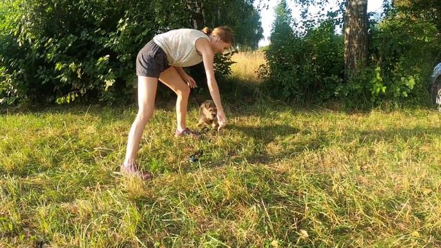 Виставка собак САСІВ місто Львів. Бордер тер'єр GALL SOULHUNT