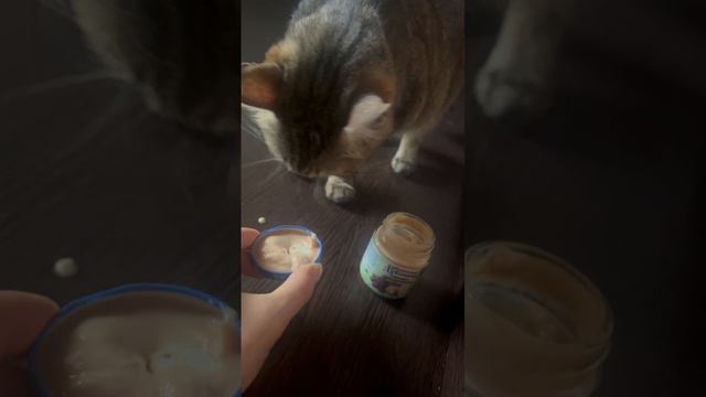 Кошечка ест хотя бы детское питание