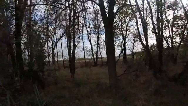 Охота на фазана. Pheasant Hunt