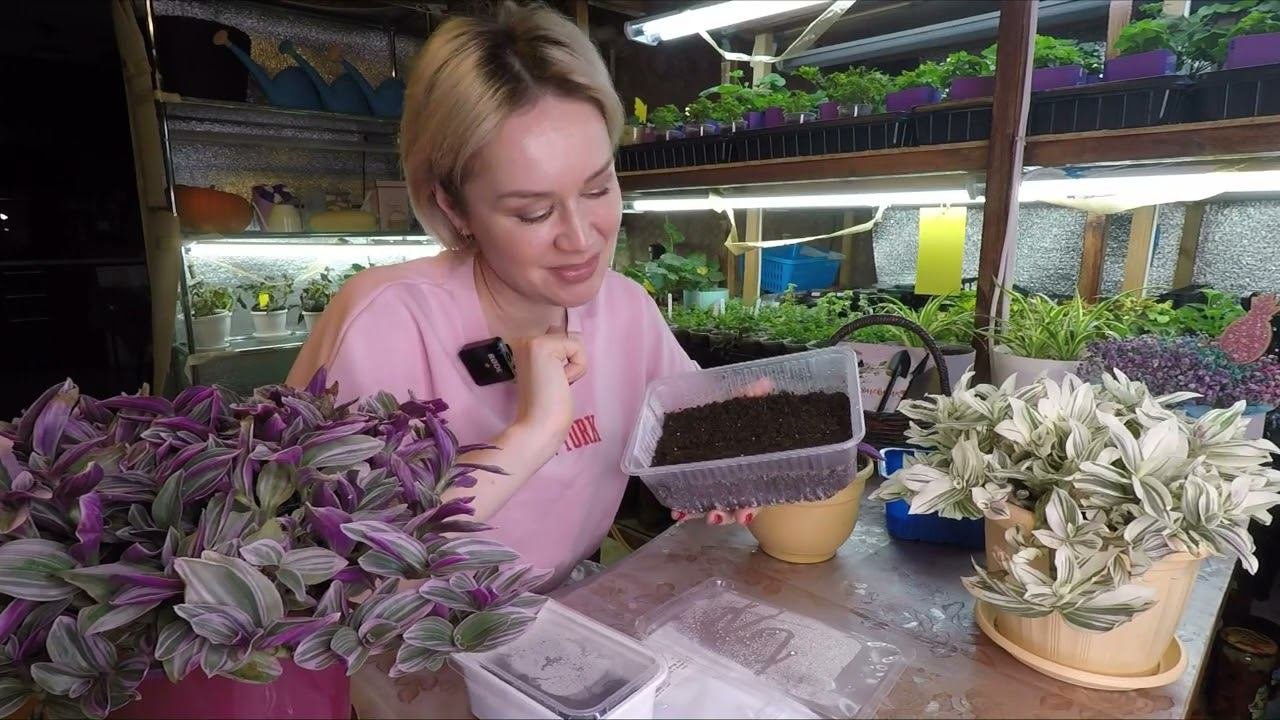 КАЛЬЦИОЛЯРИЯ ИЗОЛЕПСИС ПОСЕВ СЕМЯН НА РАССАДУ