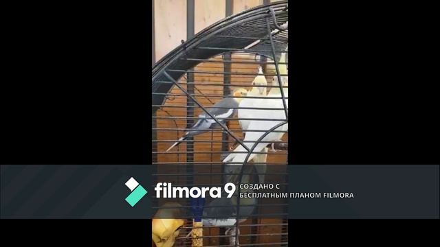 Выставка птиц в Германии.