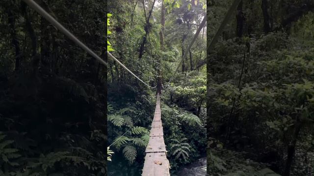Расслабляющие звуки тропического леса и шум лесного ручья, АСМР.