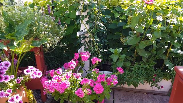 GARDEN TOUR IN MID AUGUST | PERENNIALS AND ANNUAL FLOWERS | GARDENING IN ZONE 5A CANADA |