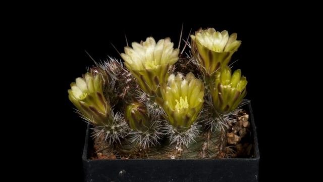 Time Lapse Echinocereus viridiflorus, USA, New Mexico, Santa Fe County (4K)