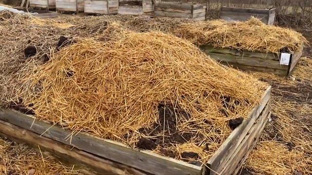 Еще один нюанс в подготовке червя к зимовке.