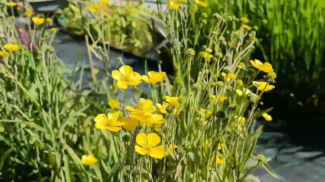Лютик длиннолистный Grandiflora