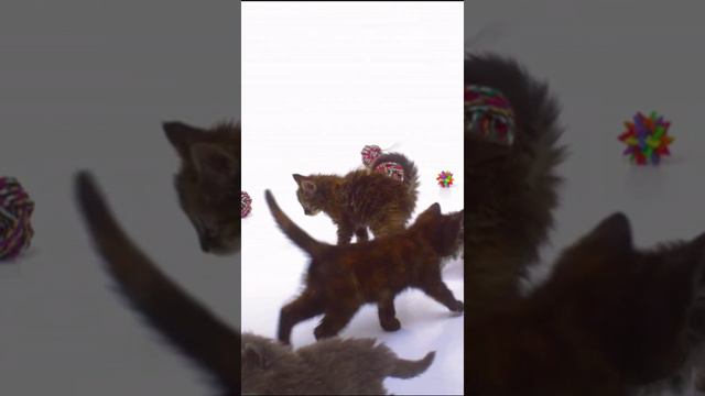 Посмотрите, как наши милые котята веселятся и играют в этом веселом видео! 🐱💕