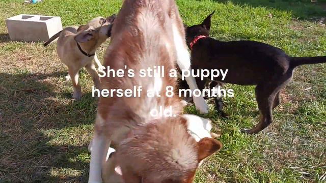 Abandoned Puppies Needs Adoptions