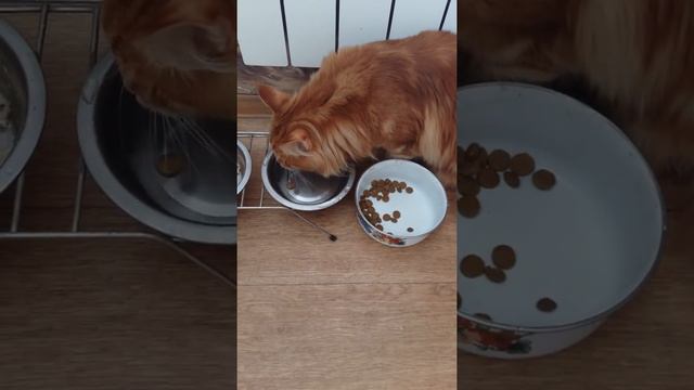 Мейн кун ворует корм у собаки