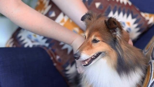 ANJU BEAUTE - ФРАНЦУЗСКАЯ КОСМЕТИКА ДЛЯ КОШЕК И СОБАК