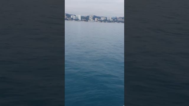 Аренда яхт в Сочи, встреча с дельфинами