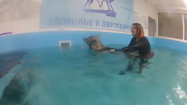 Щенок хаски учится плавать. Урок 2. Готовимся к лету))