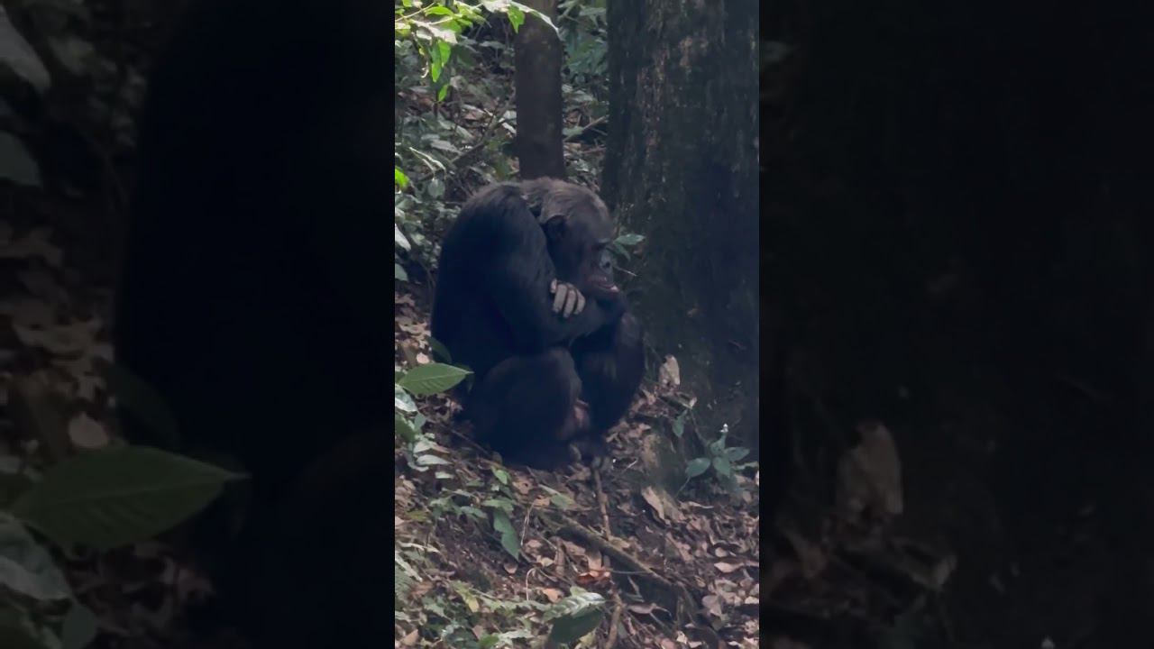 Руанда и встреча с горными шимпанзе