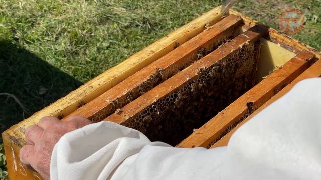 Первый мед уже собирают уссурийские пасечники