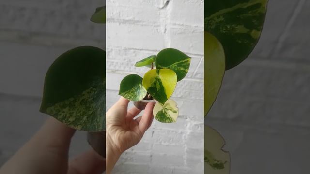 Пеперомия Рейндроп вариегатная. Peperomy variegate